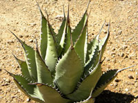 Agave cerulata